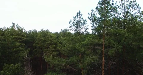 I fly between the trees. Beautiful view of nature from a height. quadrocopter Stock Footage 73335189