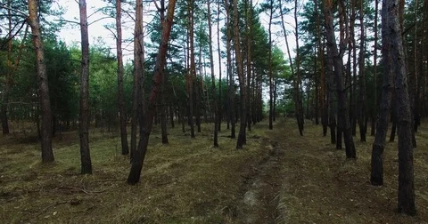 I fly between the trees. Beautiful view of nature from a height. quadrocopter Stock Footage 73335302