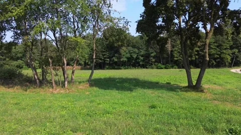 I fly with the drone among the trees in the forest Stock Footage 313691169