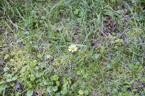 I found it when I went for a walk with the children and took a picture. Stock-Fotos