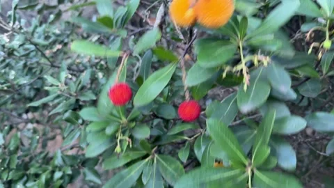  I Gently Pick a Fruit from the Arbutus unedo – The Enchanting Strawberry Tree Vídeo Stock 305791851