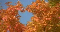 I heart autumn! HD Footage