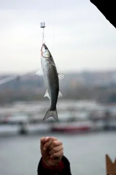 I Just caught a fish Stock Photos