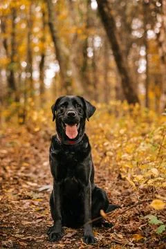 I just need SEO-Optimized Title and Description and keywords Stock Photos