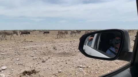 I look out the window of the car at the zebras walking through the desert of the Stock Footage 198666515