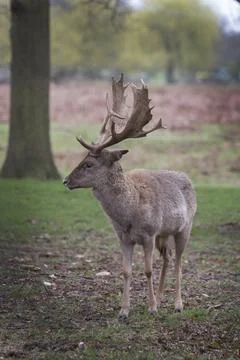 I may be small but I do have big antlers Foto stock