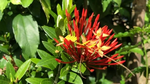 I often find this red flower in my village Stock Footage 278563533