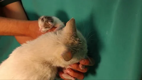 I picked up 2 kittens, but their mother refused it and took them out of my hand Stock Footage 150268739