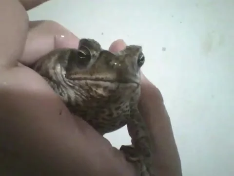 I put a frog in my hand for few seconds, without hurting it Stock Footage 158963818