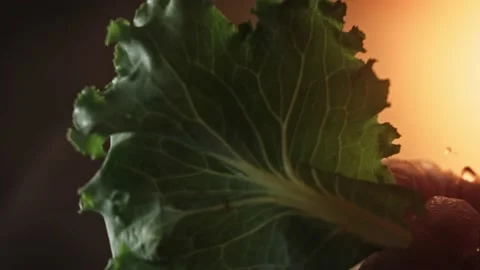 I put the salad on the burger. Bottom filming through the glass.Taste Classic Vidéo 159626608