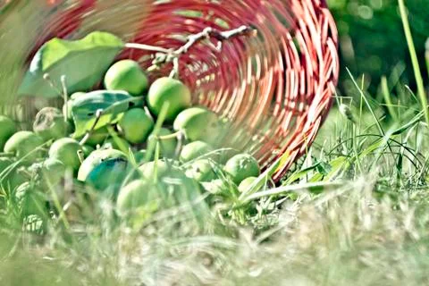 I See Apples Stockfoto's