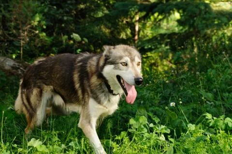 I see the purpose Stock Photos