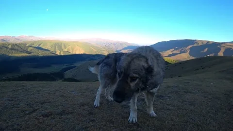 I stroke a big dog in the mountains with my hand Video stock 205215440