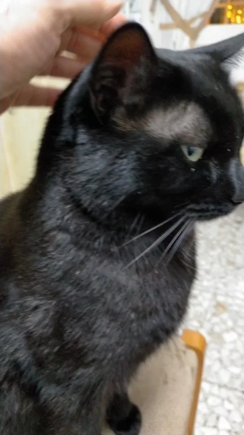 I stroke my black cat Stock Footage 326534790