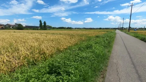 I stroll in the farm road Stock Footage 316719391