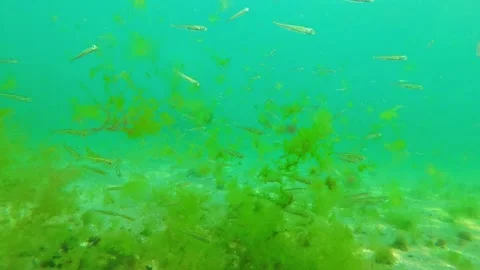 I swim with small fish underwater in the sea and seaweed, underwater world Stock Footage 307021964