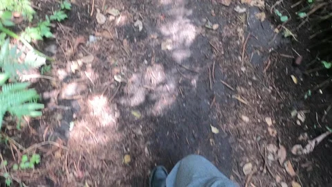 I walk the forest Stock Footage 317783695