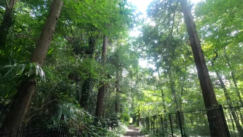 I walk the forest Stock Footage 317784569