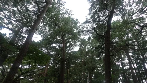 I walk the forest Stock Footage 318657282