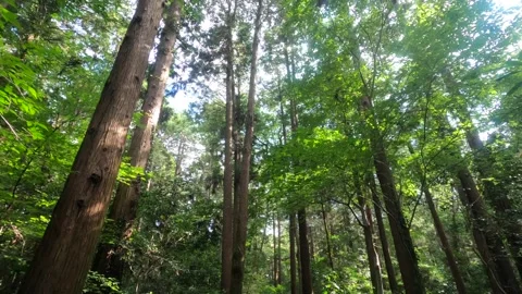 I walk the forest Stock Footage 318757306