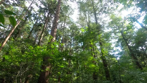 I walk the forest Stock Footage 318757327