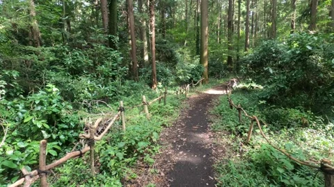 I walk the forest Stock Footage 318757392