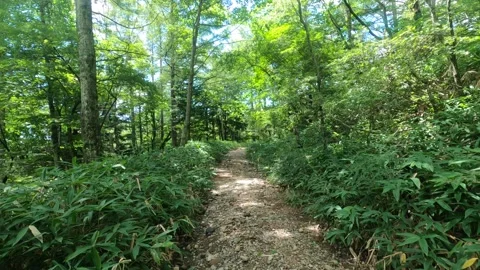 I walk the mountain path Stock Footage 315567769
