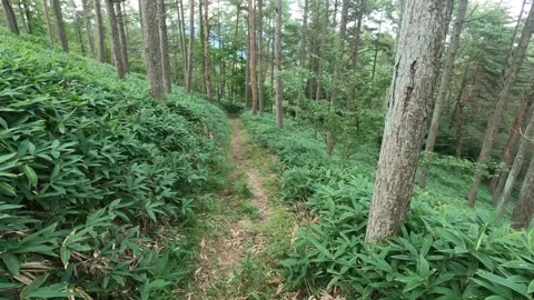 I walk the mountain path Stock Footage 315578030