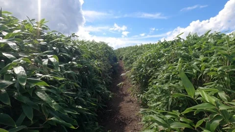 I walk the mountain path Stock Footage 315589349