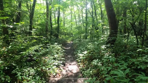 I walk the mountain path Stock Footage 315593671
