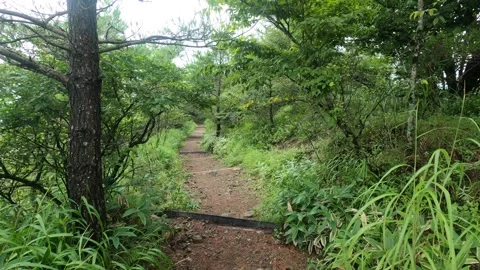 I walk the mountain path Stock Footage 315601409
