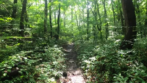 I walk the mountain trail Stock Footage 315763012