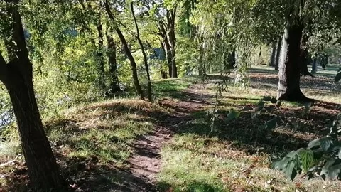 I walk on the path through the forest Stock Footage 141709986