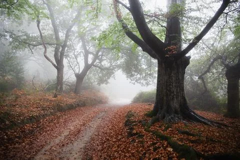 I walk through the beech forest in autumn in foggy weather. Stock Photos