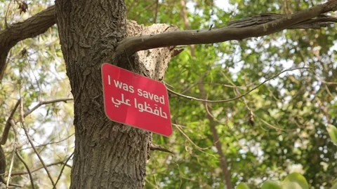 I was saved sign on tree, saving trees sign, tree was saved from cutting down 스톡 동영상 207473826