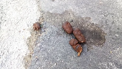 I will take no crap 스톡 동영상 118190011