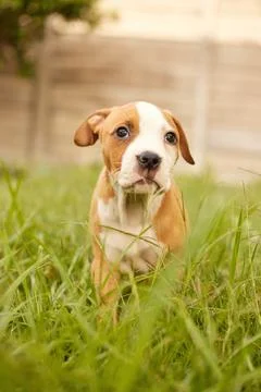 I wish i had more treats today. a pitbull puppy waiting patiently in the park. Stock Photos