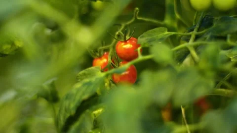I would like to pick three sweet tomatoes from the branch right now and eat, cut Stock Footage 257304821