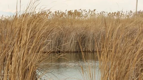 Iakeside plant 2 Stock Footage 320415980