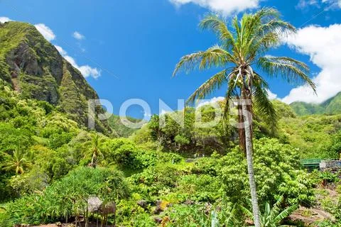 Iao valley state park on maui hawaii Stock Photos