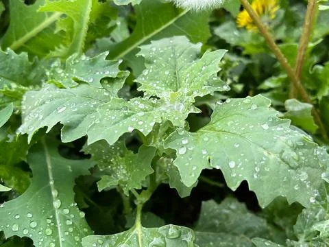 IAtriplex Sagittata (Atriplex nitens, Atriplex lucida, Atriplex viridis) Stock Photos
