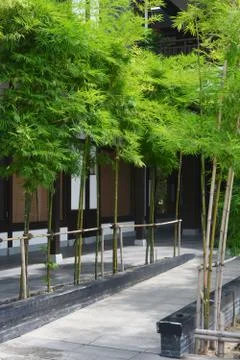 Ibamboo tree on sidewalk Stock Photos