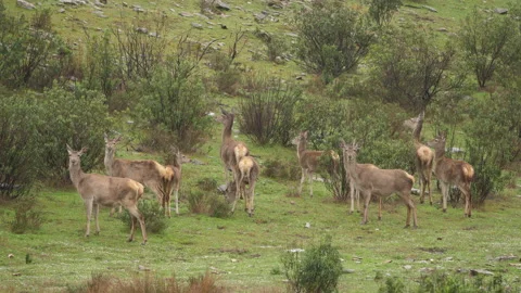 Iberian deer, Cervus elaphus hispanicus, Monfragüe National Park, Spain Stock Footage 171454574