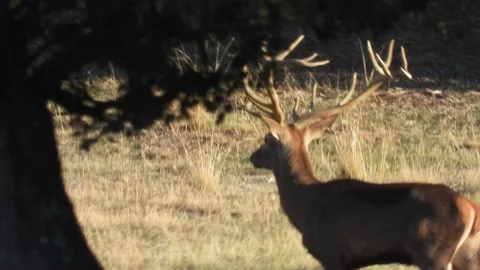 Iberian deer, Cervus elaphus hispanicus, Spain Vídeo Stock 234348411