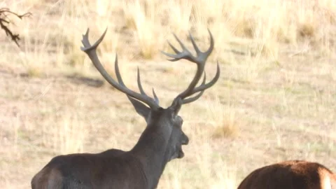 Iberian deer, Cervus elaphus hispanicus, Spain Видео 234348623