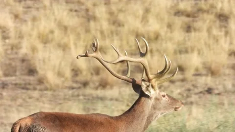 Iberian deer, Cervus elaphus hispanicus, Spain Vídeo Stock 234348663