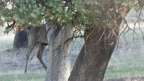 Iberian deer, Cervus elaphus hispanicus, Spain 스톡 동영상 234348720