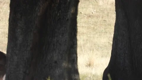 Iberian deer, Cervus elaphus hispanicus, Spain 스톡 동영상 234348849