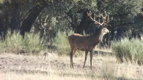 Iberian deer, Cervus elaphus hispanicus, Spain Видео 234348925