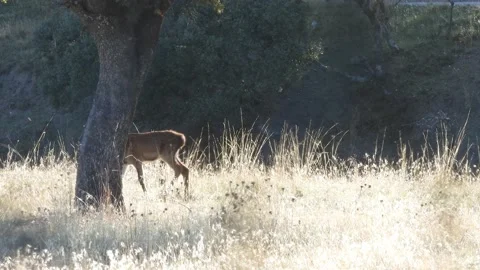 Iberian deer, Cervus elaphus hispanicus, Spain Vídeos de archivo 234348997